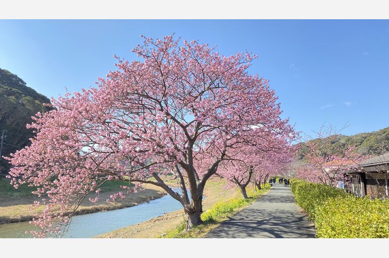さくら②