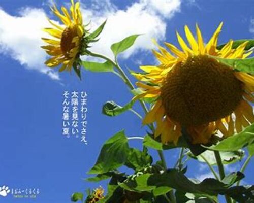 ＣＯＯＬシャンプー