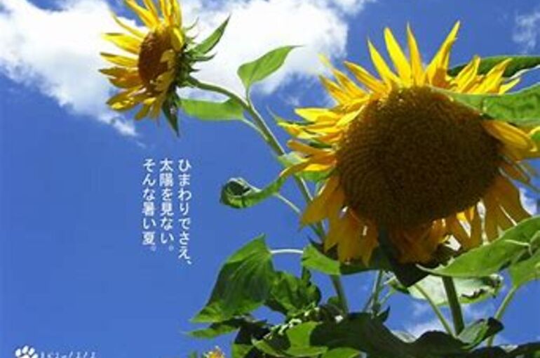 ＣＯＯＬシャンプー